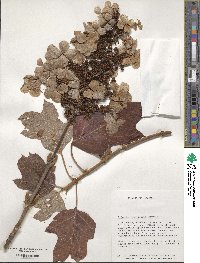 Hydrangea quercifolia image