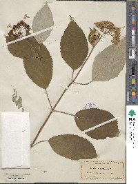 Hydrangea radiata image