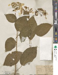 Hydrangea radiata image