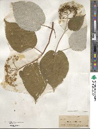 Hydrangea radiata image