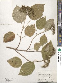 Hydrangea arborescens image