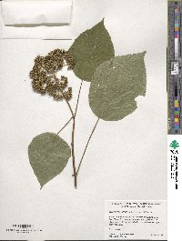 Hydrangea arborescens image