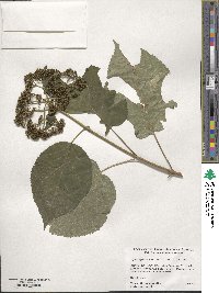 Hydrangea arborescens image