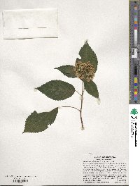 Hydrangea arborescens image