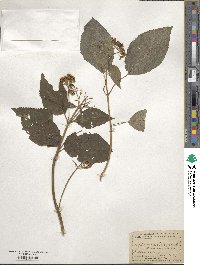 Hydrangea arborescens image