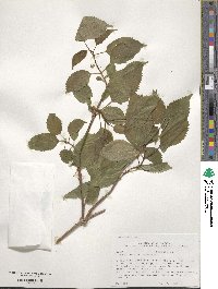 Hydrangea arborescens image