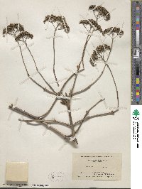 Hydrangea arborescens image