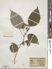 Hydrangea arborescens image