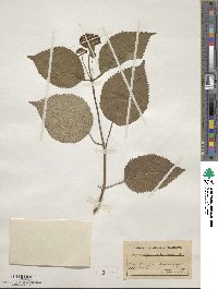 Hydrangea arborescens image