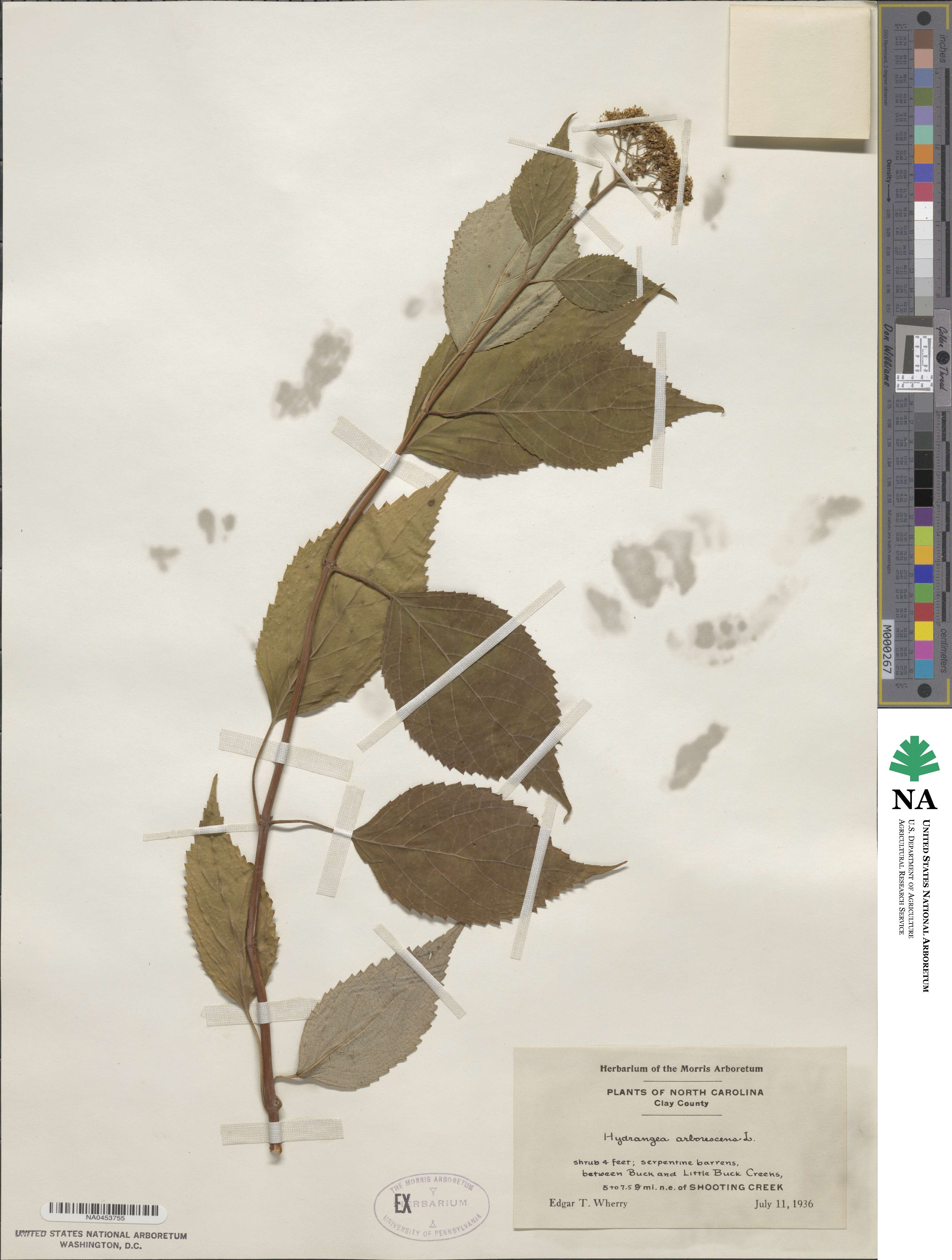 Hydrangea arborescens image