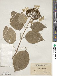 Hydrangea arborescens image