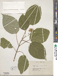 Hydrangea arborescens image