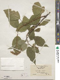 Hydrangea arborescens image