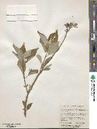 Hydrangea radiata image