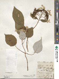 Hydrangea radiata image