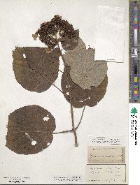 Hydrangea radiata image