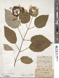 Hydrangea radiata image