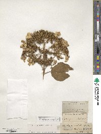 Hydrangea radiata image