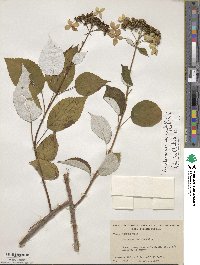 Hydrangea radiata image