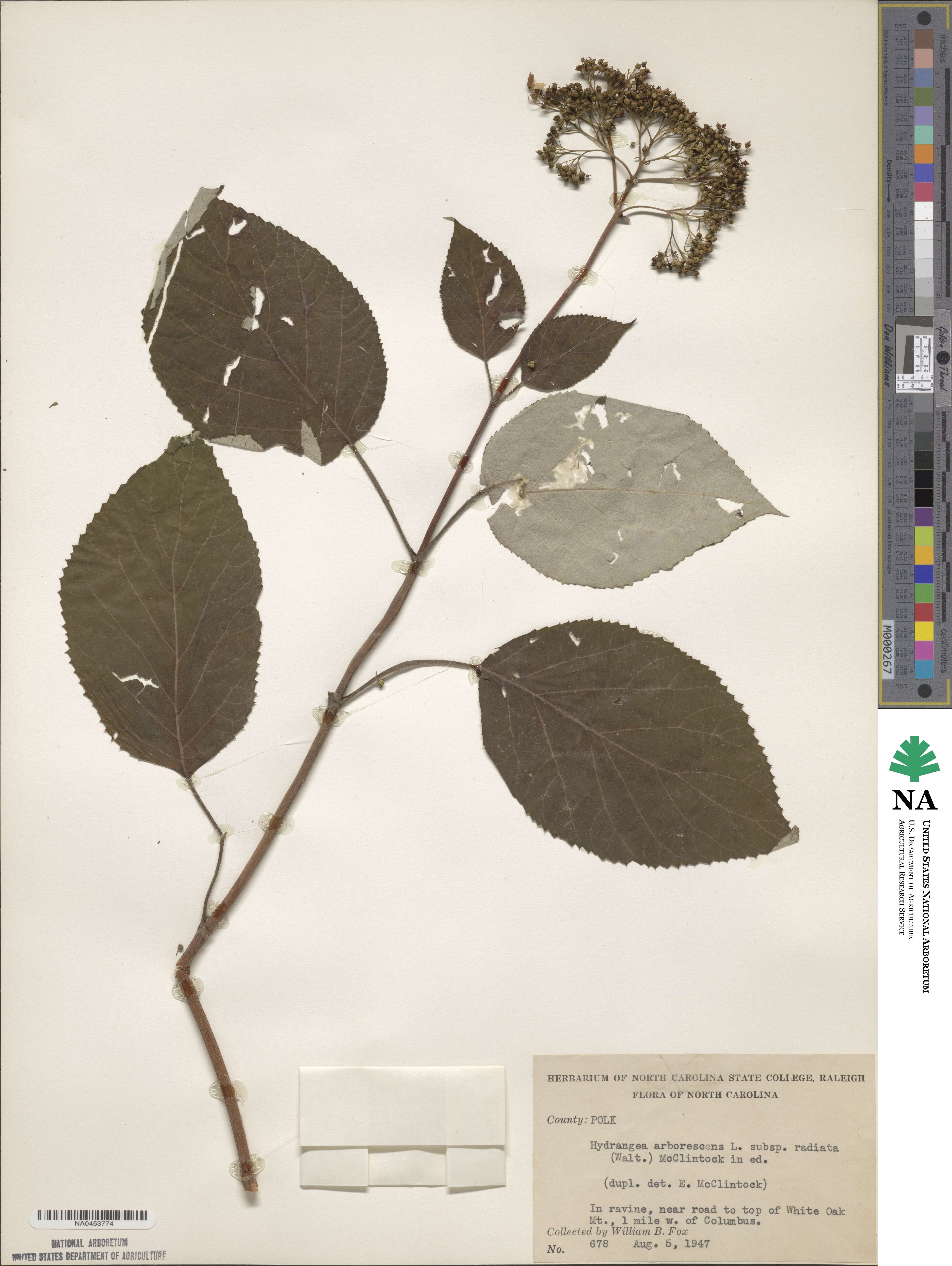 Hydrangea radiata image