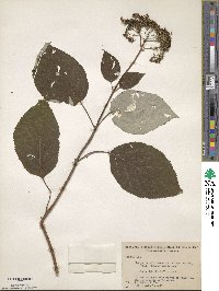 Hydrangea radiata image