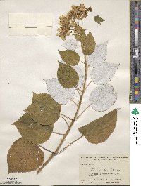 Hydrangea radiata image