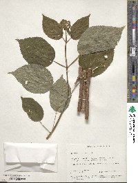 Hydrangea arborescens image