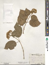 Hydrangea arborescens image