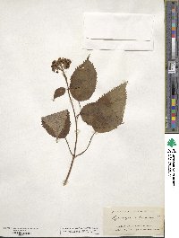 Hydrangea arborescens image