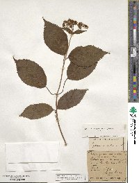 Hydrangea arborescens image