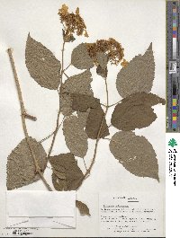 Hydrangea arborescens image