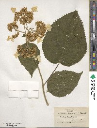 Hydrangea arborescens image