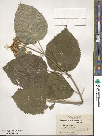 Hydrangea arborescens image