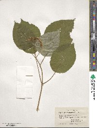 Hydrangea arborescens image