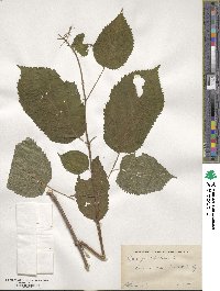 Hydrangea arborescens image