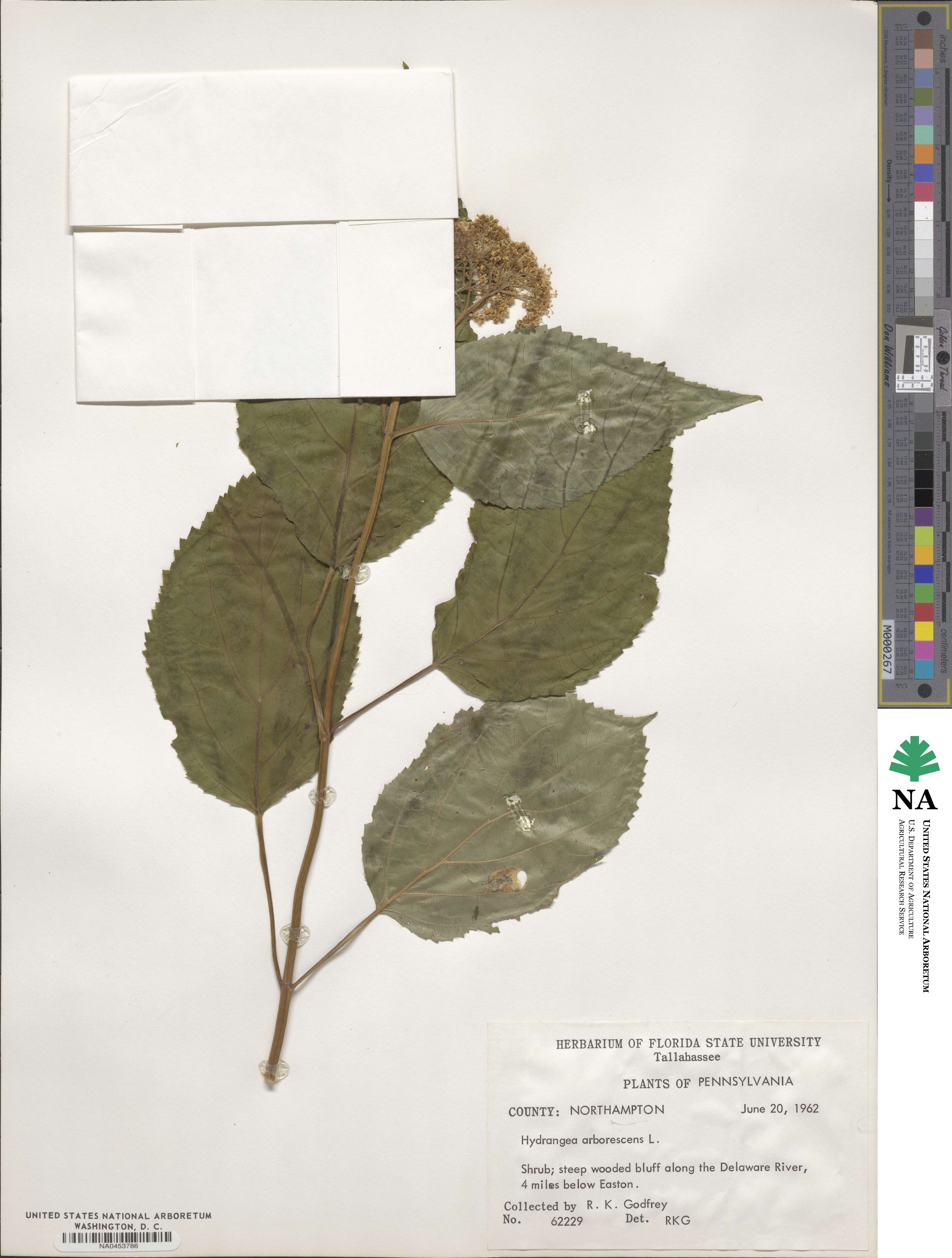 Hydrangea arborescens image