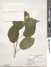 Hydrangea arborescens image