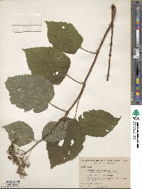 Hydrangea arborescens image