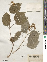 Hydrangea arborescens image