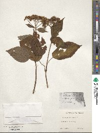 Hydrangea arborescens image