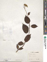 Hydrangea arborescens image