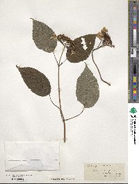 Hydrangea arborescens image