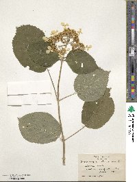 Hydrangea arborescens image