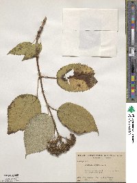 Hydrangea arborescens image