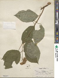 Hydrangea arborescens image