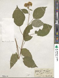 Hydrangea arborescens image