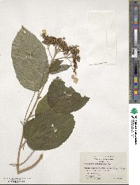 Hydrangea arborescens image