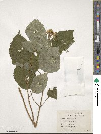 Hydrangea arborescens image