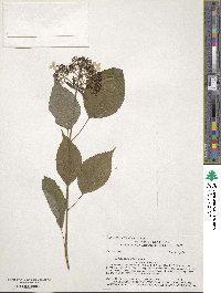 Hydrangea anomala image