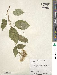 Hydrangea anomala image